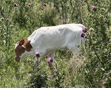 Heifer Calf - Cisca M x Unbreakable Iron