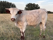 Double S Bodie's Blue