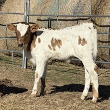 Bull Calf- Snow Jackie's O'Angel x Trigger Marshal
