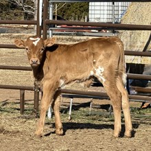 Bull Calf- Iron Princess x DH Trigger Marshal