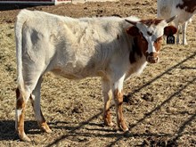 Heifer Calf - Cisca M x Unbreakable Iron