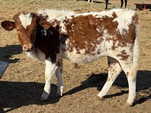 Heifer Calf - Iron Coffee x The Flying Ace