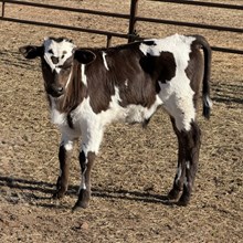 Bull Calf- Black Cheye Knight x DH Trigger Marshal
