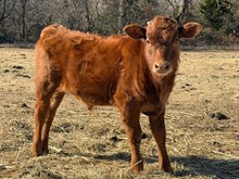 Bull Calf - Martha Mary Cheye x The Flying Ace
