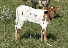 Bull Calf - Sweet Wasnow Angel x Unbreakable Iron