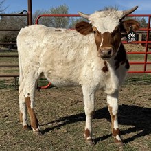 Cheyes Clear Win RVR