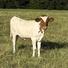 Heifer Calf - Jackpot Jumper x The Flying Ace