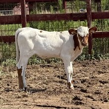 Cheyes Clear Win RVR