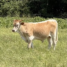 Bull Calf - Bubba’s Rio Magic x The Flying Ace