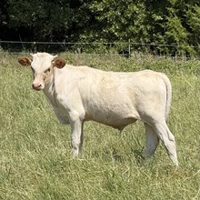Bull Calf - Seminole Victory x The Flying Ace