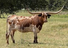 Iron Coffee Mary A' Mug