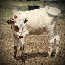 Heifer Calf - Black Cheye x Unbreakable Iron