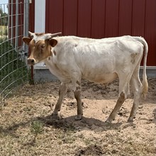 Bull Calf - Bank Robbing Belle x The Flying Ace
