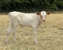 Bull Calf - Seminole Victory x The Flying Ace