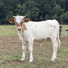 Bull Calf - MR Angel Kate x The Flying Ace