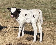 Heifer Calf - Jackie O x The Flying Ace