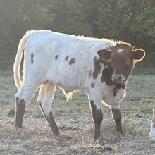 Bull Calf - Sweet Wasnow Angel x Unbreakable Iron