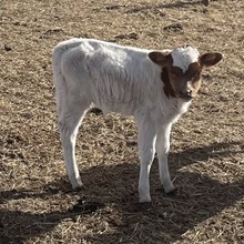 Bull Calf - Hana Sauna x Unbreakable Iron (Twin)