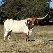 BANK ROBBING BELLE MR