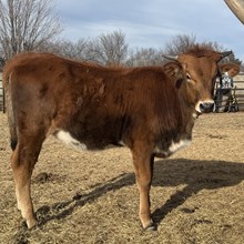 Heifer Calf - Brownsugar x Unbreakable Iron