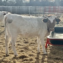 Heifer Calf - Jackpot Jumper x The Flying Ace