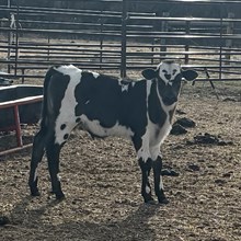 Bull Calf- Black Cheye Knight x DH Trigger Marshal