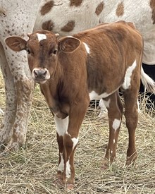 Heifer Calf - Soiled Love Dove x The Flying Ace