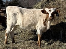 Ciscas Iron Heart RVR