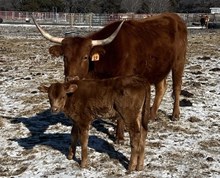 Bull Calf - Sally x Unbreakable Iron
