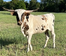 Belle's Silver Bounty RVR