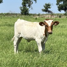 Heifer Calf - Jackpot Jumper x The Flying Ace