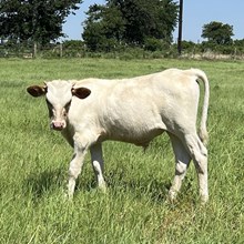 Bull Calf - Seminole Victory x The Flying Ace