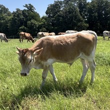Bull Calf - Bubba’s Rio Magic x The Flying Ace