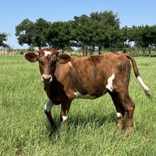 Heifer Calf - Soiled Love Dove x The Flying Ace