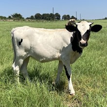 Heifer Calf - Jackie O x The Flying Ace
