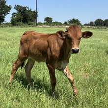 Heifer Calf - Brownsugar x Unbreakable Iron