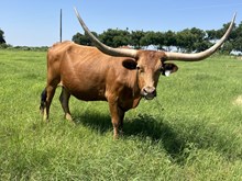 Brownsugar Redsuniron