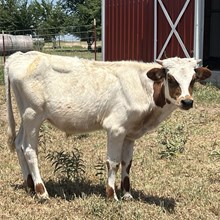 Bull Calf - Hanaazaria's Iron x Unbreakable Iron