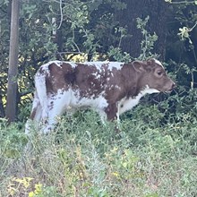 Heifer Calf - Iron Coffee x The Flying Ace