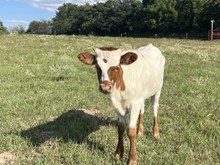 Heifer Calf - Cisca M x Unbreakable Iron