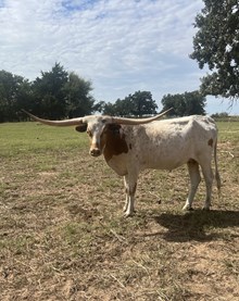 SEMINOLE VICTORY RVR