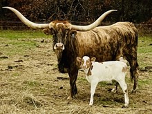 Bull Calf- Silver Ballerina x DH Trigger Marshal