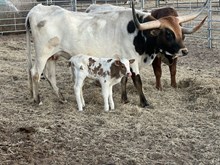 Bull Calf- Bank Robbing Belle x DH Trigger Marshal