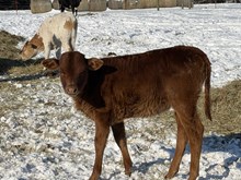 Heifer Calf- Outlaw Queen x Vegas Victory Lap