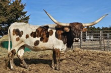 Last Mango In Paris CPL