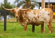 MR SWEET MORNING DOVE 🇧🇷