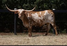 MR SWEET MORNING DOVE 🇧🇷