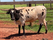 TRIGGER GIRL 🇧🇷