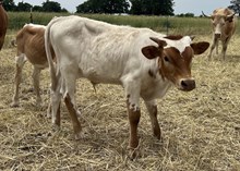 Bull Calf - Bank Robbing Belle x The Flying Ace