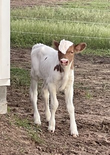 Bull Calf - MR Angel Kate x The Flying Ace
